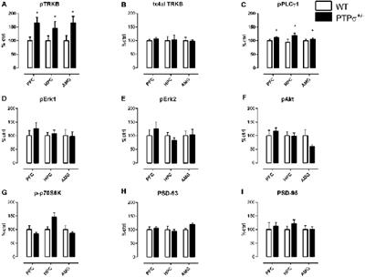 Perineuronal Net Receptor PTPσ Regulates Retention of Memories